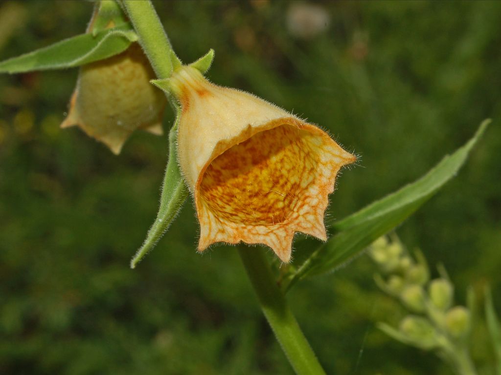 Digitalis grandiflora / Digitale gialla grande